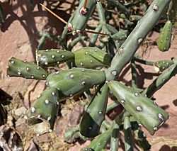 Cylindropuntia arbuscula 3.jpg