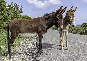 Archivo:Cyprus donkeys, Karpaz, Northern Cyprus