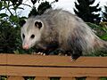 Didelphis virginiana westerncanada20072