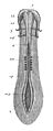 Embryo, showing development of central nervous system Wellcome M0011399