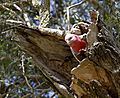 Eolophus roseicapilla -Sydney, Australia -nest-8a