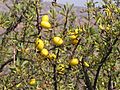 Essaouira arganier fruit (1) 1266