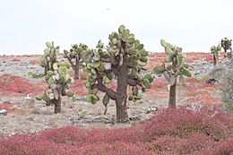 Archivo:Giant Prickly Pear Cactus (Opuntia echios) - Santa Fe Island - Galápagos Islands - Pacific Ocean - 14 Sept. 2011