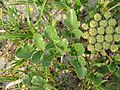Glehnia littoralis 3