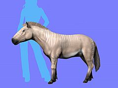 Hipparion forcei NT