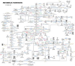 Archivo:Human Metabolism - Pathways