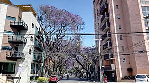Archivo:Jacarandas en la Ciudad de México