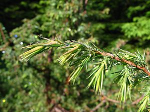Archivo:Juniperus communis MF
