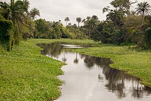 Archivo:La rivière Agneby 4