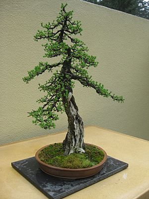 Archivo:Larix laricina bonsai by Nick Lenz