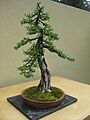 Larix laricina bonsai by Nick Lenz