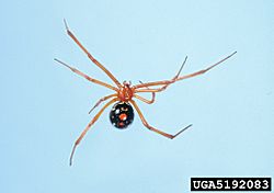 Latrodectus bishopi.jpg