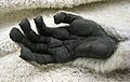 Lemur catta hand 01