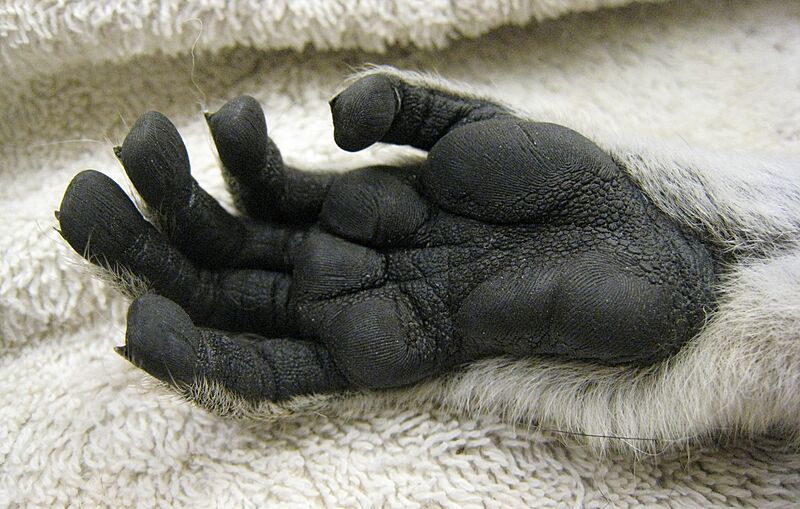 Lemur catta hand 01