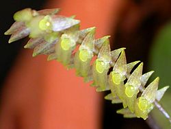 Lepanthopsis floripecten.jpg