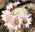 Mammillaria pectinifera