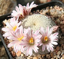Mammillaria pectinifera.jpg