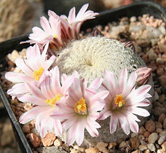 Mammillaria pectinifera