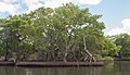 Mangrove in La Restinga