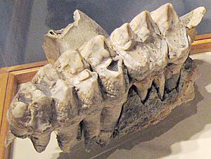 Archivo:Mastodon teeth