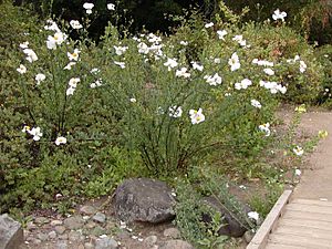 Archivo:Matilija poppy whole