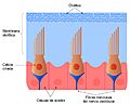 Membranaotolitica
