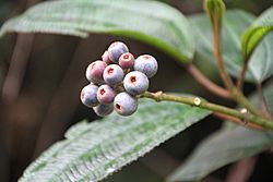 Miconia mirabilis - El Yunque nat park PR IMG 2067.JPG