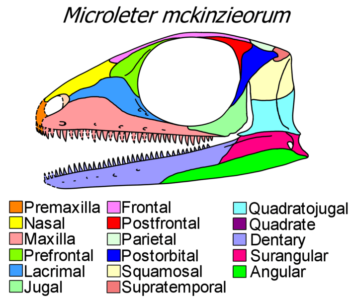 Microleter skull diagram