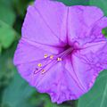 Mirabilis jalapa (Nyctaginaceae) - stamens and pistil
