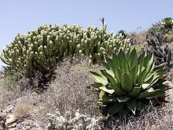 Myrtillocactus cochal.jpg