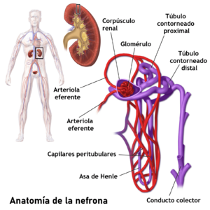 Archivo:Nephron Anatomy-es