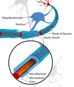 Neuron with oligodendrocyte and myelin sheath.svg