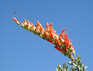 Archivo:Ocotillo-with-bee