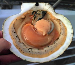 Archivo:Opened scallop shell