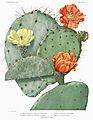 Opuntia22 filtered