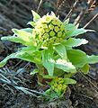 Petasites japonicus 001