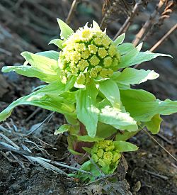 Petasites japonicus 001.jpg