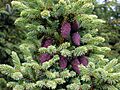 Picea mariana cones