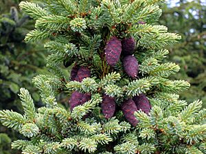 Archivo:Picea mariana cones