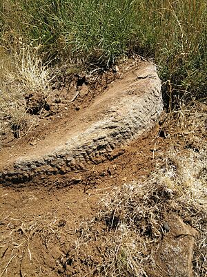 Archivo:Piedra de molino enterrada