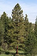 Pinus ponderosa 9663