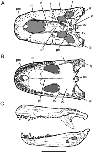 Purussaurus skull.PNG