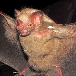 Pygoderma bilabiatum Bat species (10.3897-zoologia.37.e36514) Figures 18–29.jpg