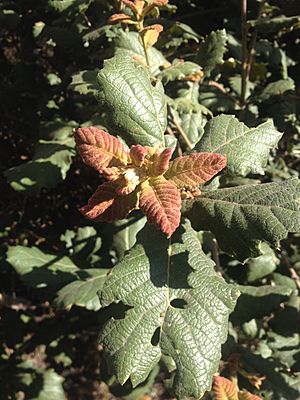 Archivo:Quercus rugosa leaves