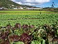 Réunion Dosd'Âne Lettuces2