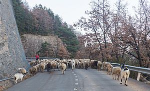 Archivo:Rebaño de ovejas junto a Buesa, Huesca, España, 2015-01-07, DD 01