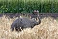 Rhea americana, Las Lajites, Argentina