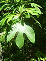 Sassafras7