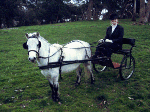 Archivo:Shetland Pony in Harness and Cart