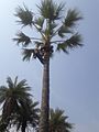 Somaraju mergu climb toddey tree for palm wine
